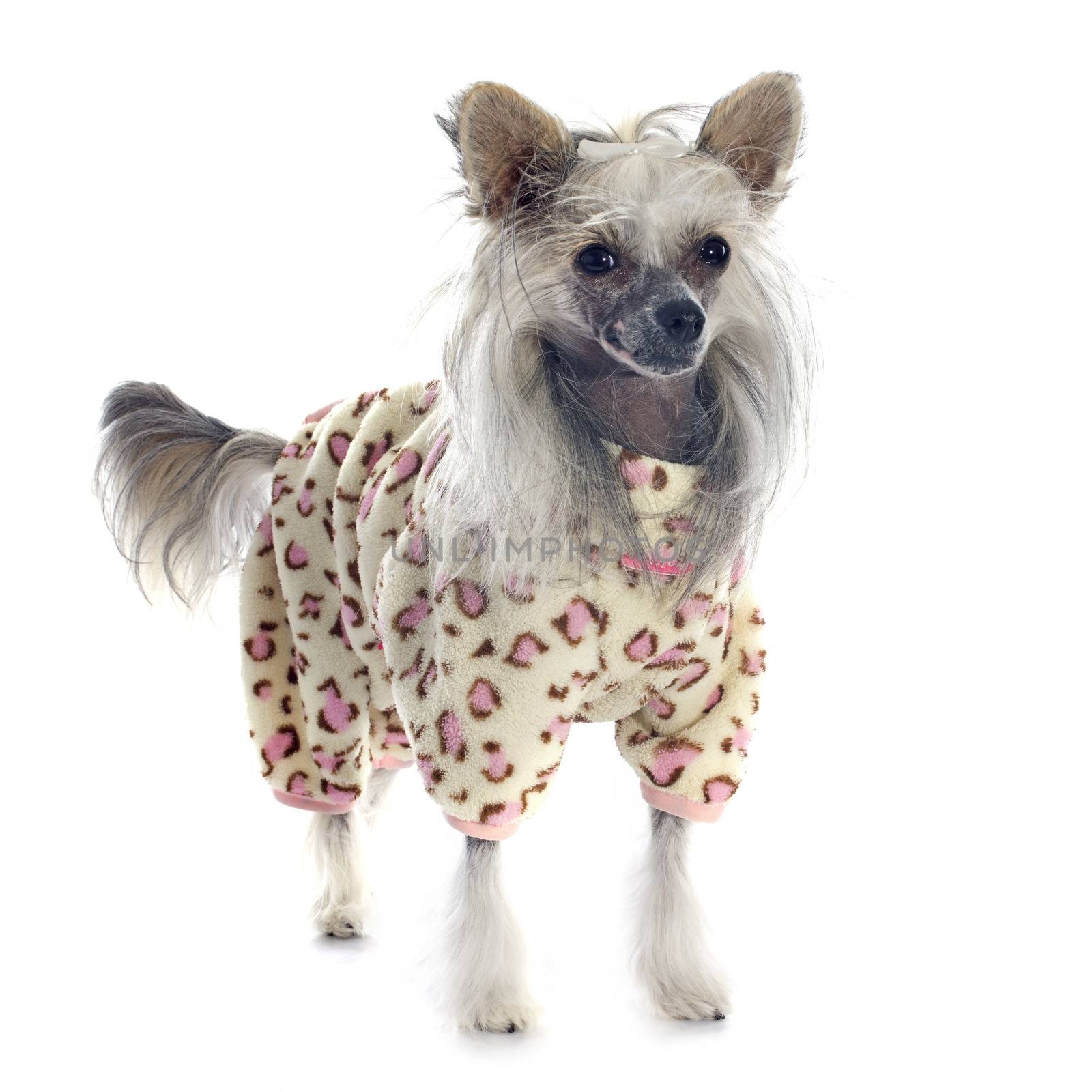 dressed Chinese Crested Dog in front of white background