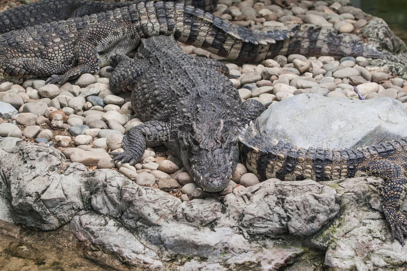 Crocodile in thailand.