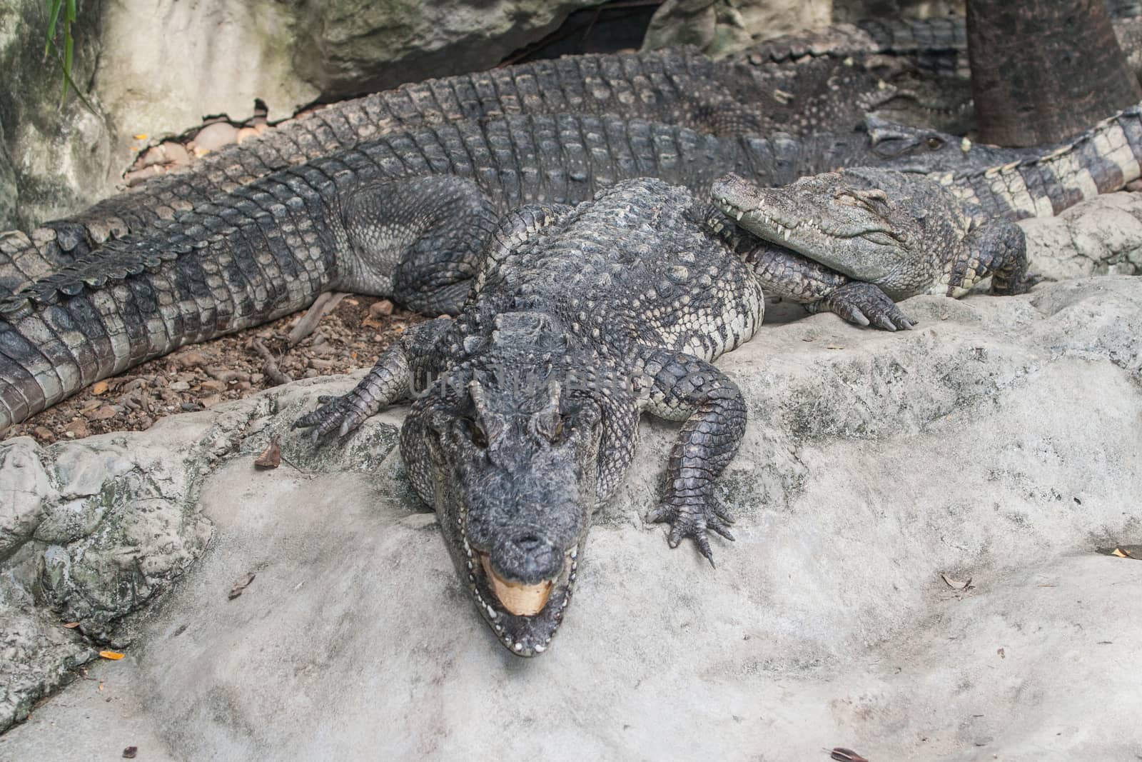 Crocodile in thailand.