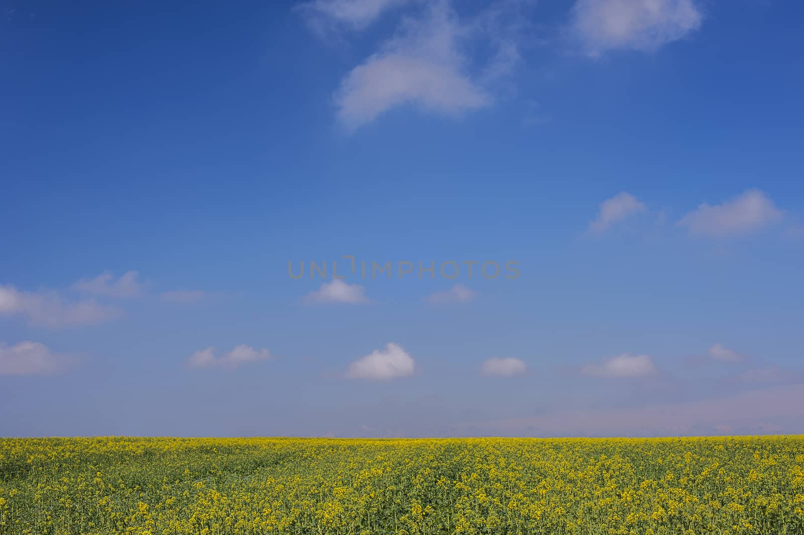 Country Field with Green Grass, Yellow Plants and Blue Sky