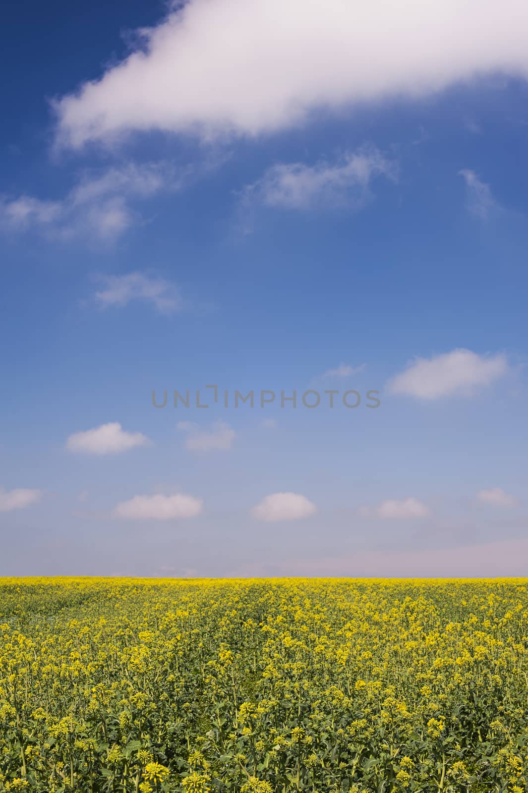 Country Field with Green Grass, Yellow Plants and Blue Sky
