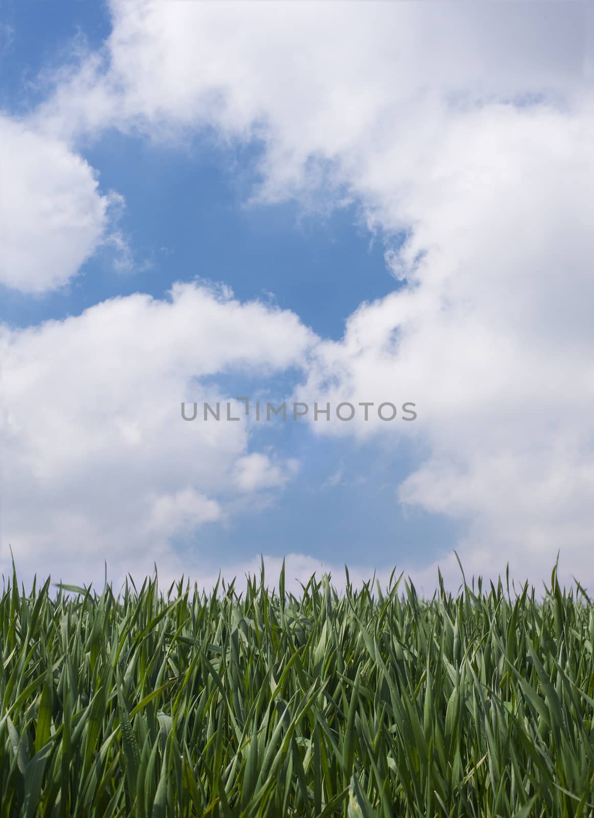 Country Field with Green Grass and Blue Sky