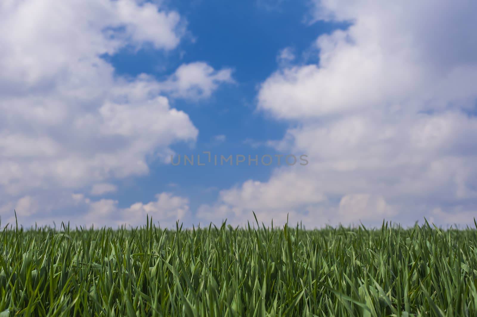 Country Field with Green Grass and Blue Sky