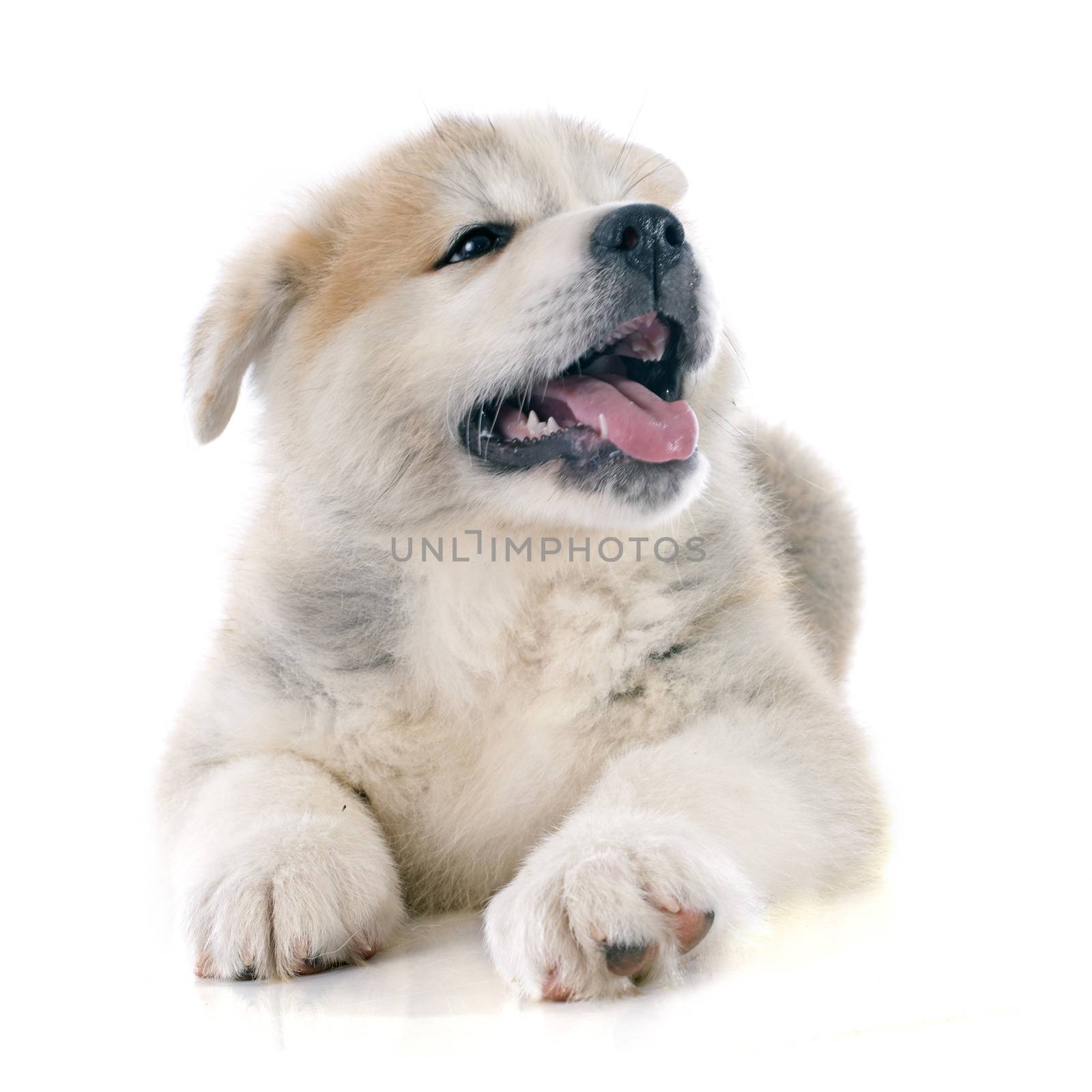 puppy akita inu in front of white background