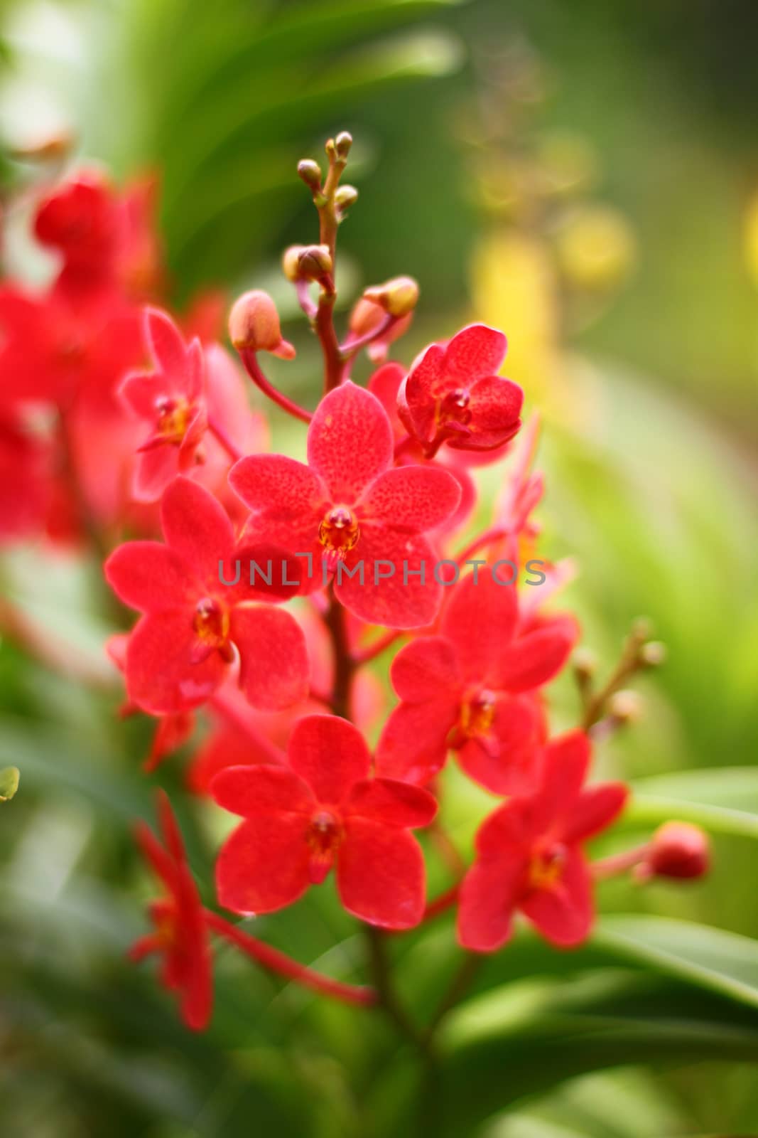 red orchid on branch with green background, Singapore botanic garden
