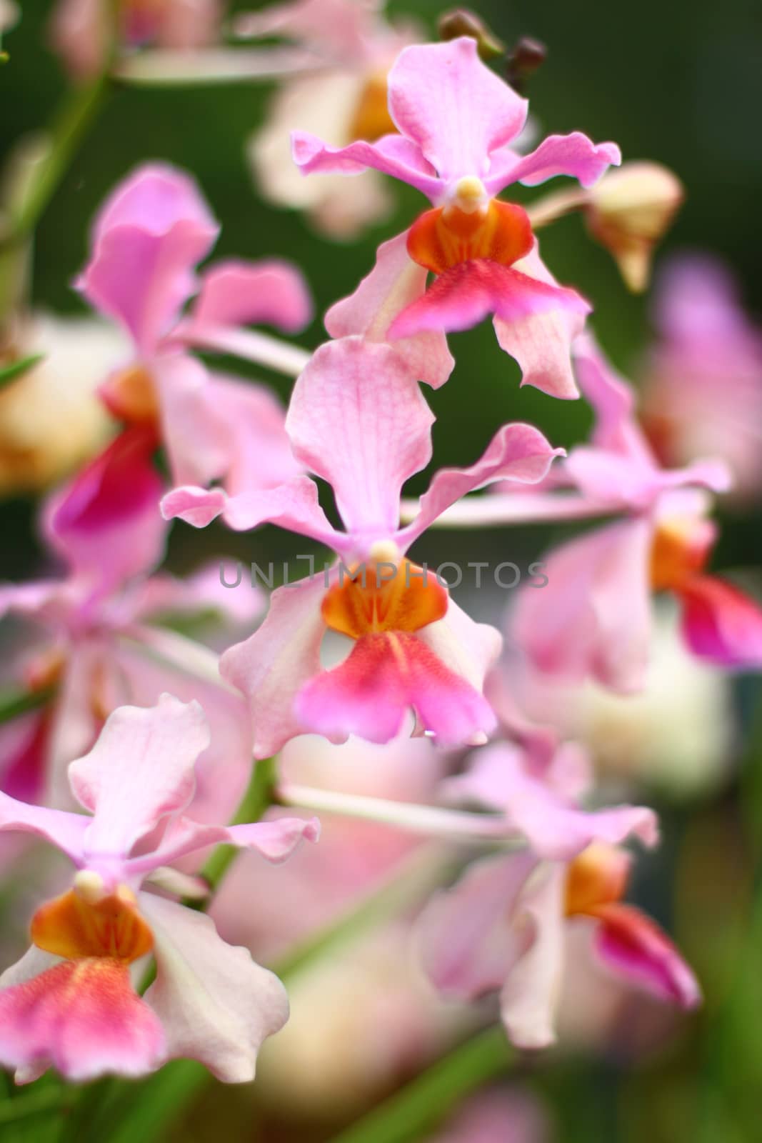 light pink Orchid with green background, Singapore botanic garden
