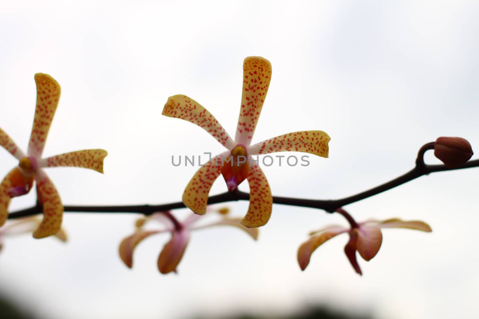 small Orchid with sky background, Singapore botanic garden
