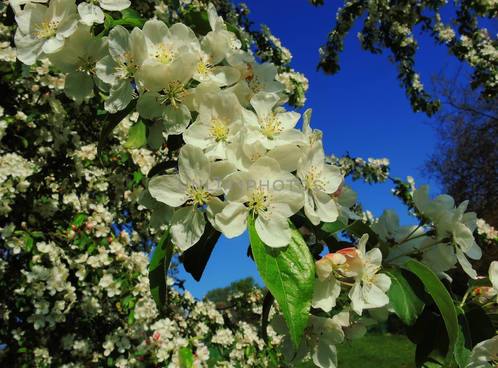 An image of colourful Spring Blossom.