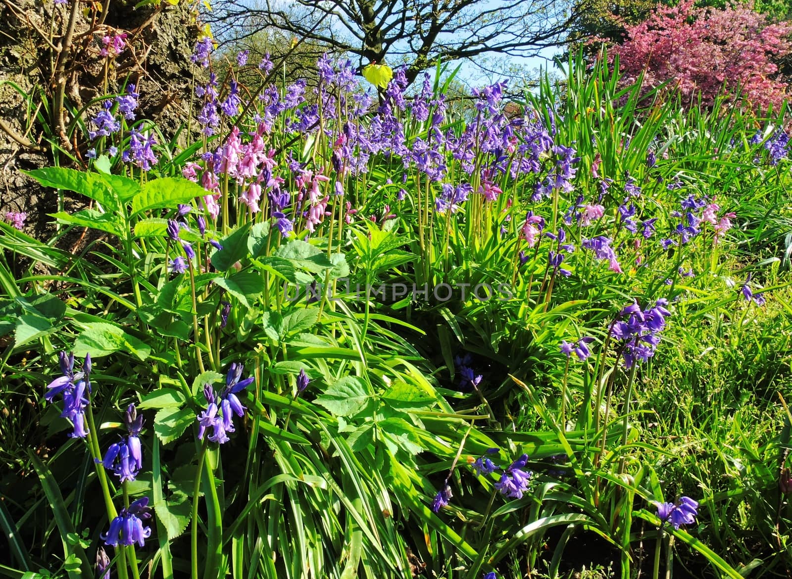 A colourful image of Spring flowering Bluebells.
