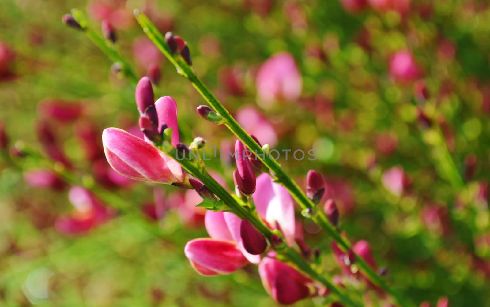 A close-up image of colourful Broom flowers.