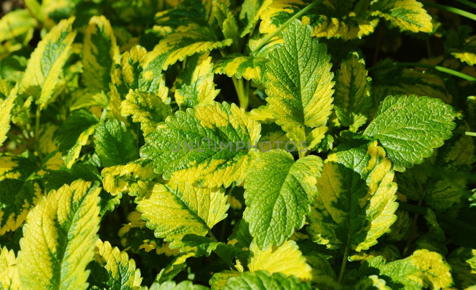 A close-up image of Variegated Lemon Balm.