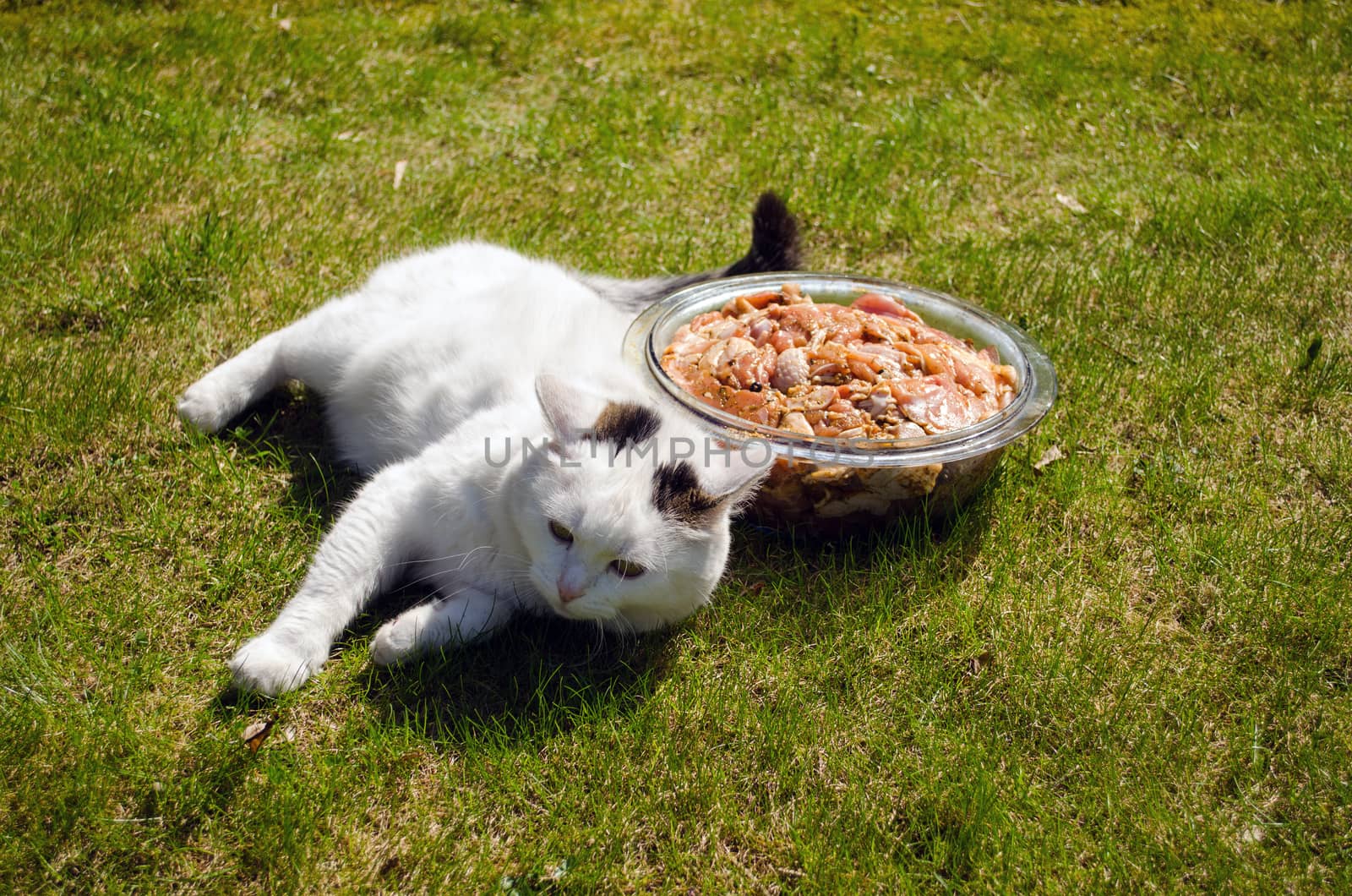 bowl full of raw marinated beef pieces in the meadow next lie big fat hungry white cat