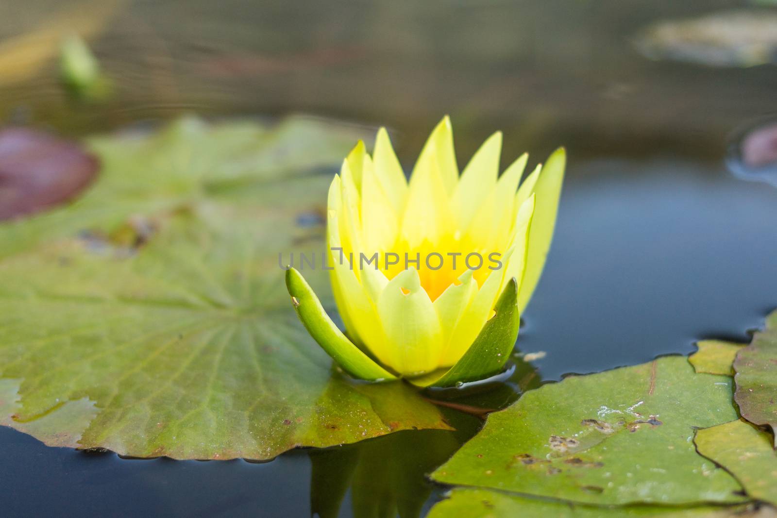 Closeup beautiful Lotus flower in a Flowerpot