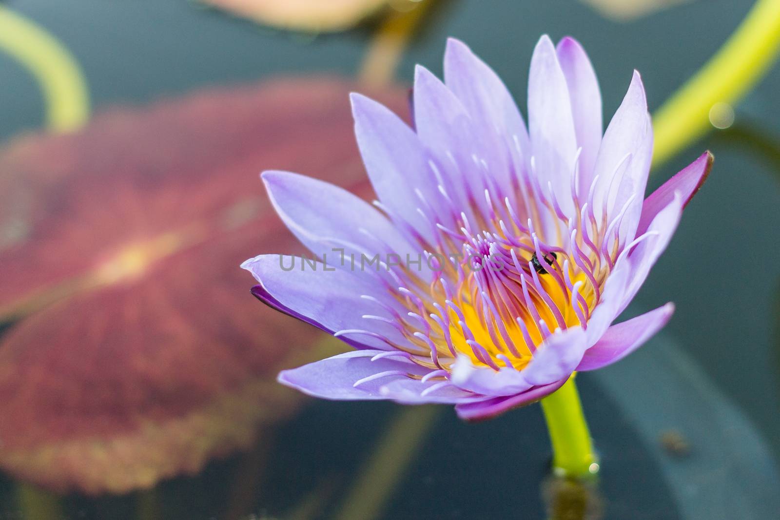 Closeup beautiful Lotus flower in a Flowerpot