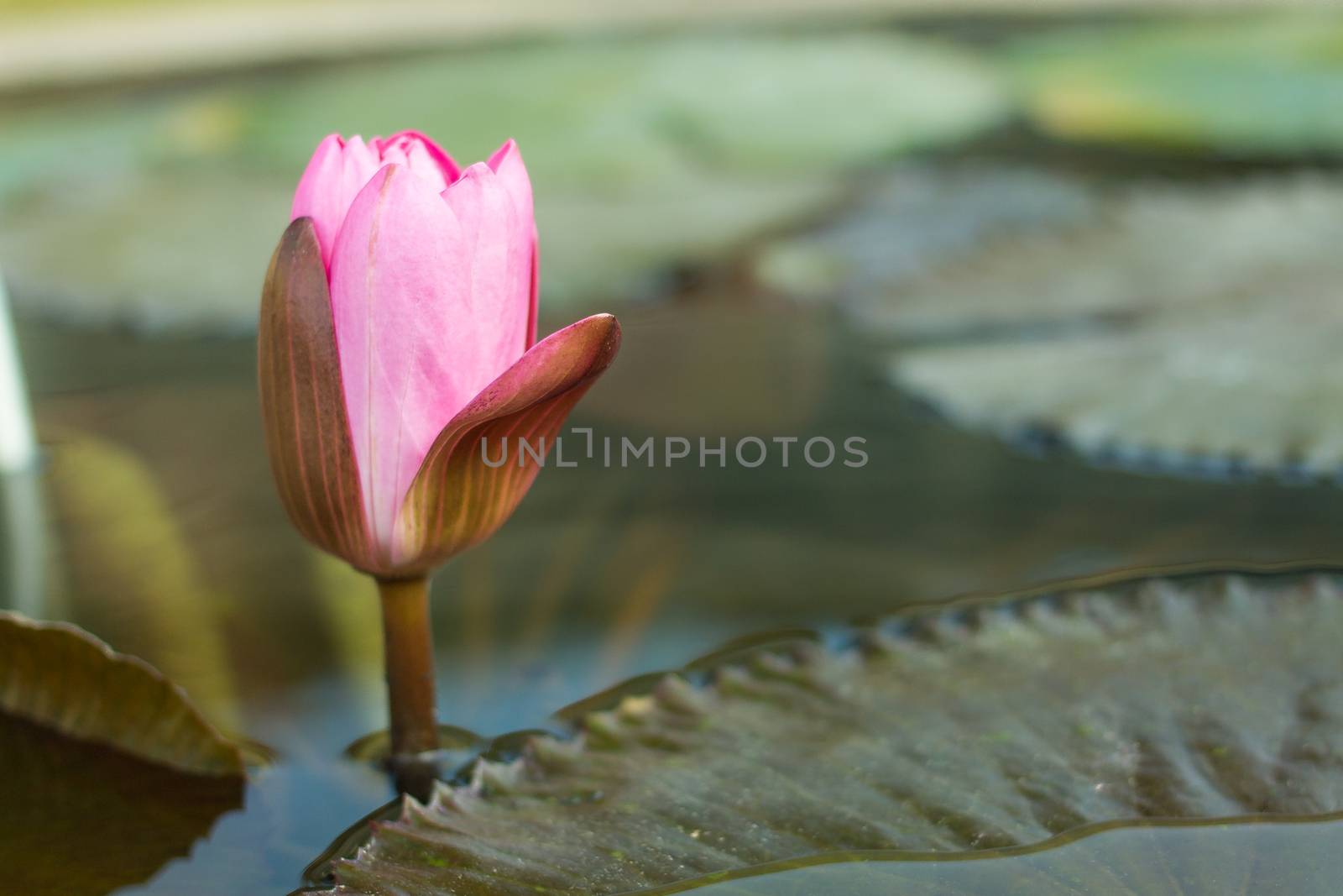 Closeup beautiful Lotus flower in a Flowerpot