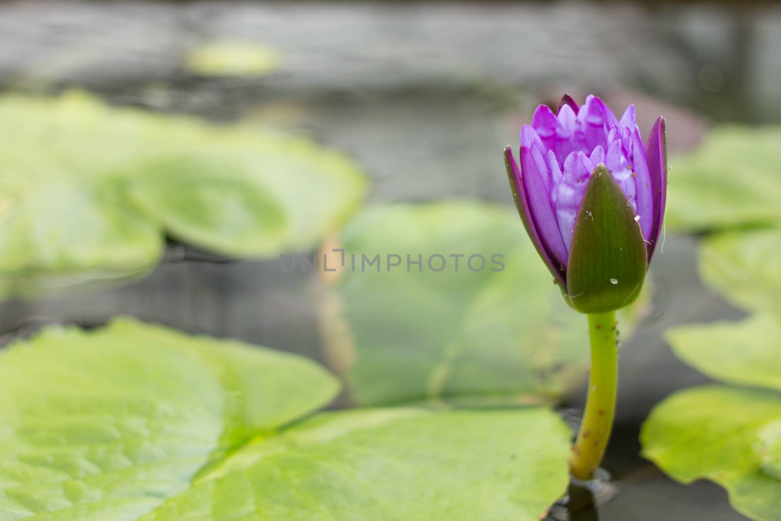 Closeup beautiful Lotus flower in a Flowerpot