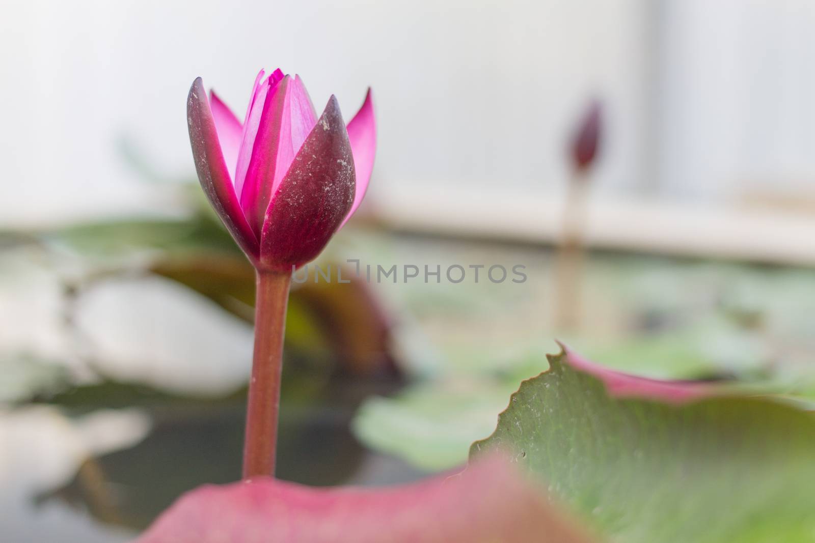Closeup beautiful Lotus flower in a Flowerpot
