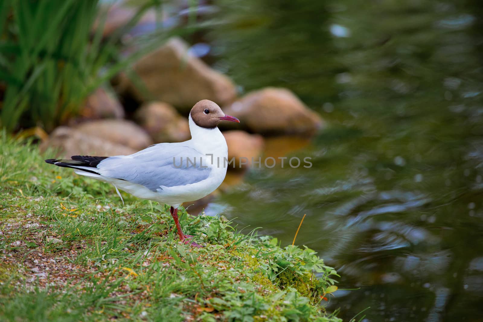 Seagull near a small river in Oulu, Finland.