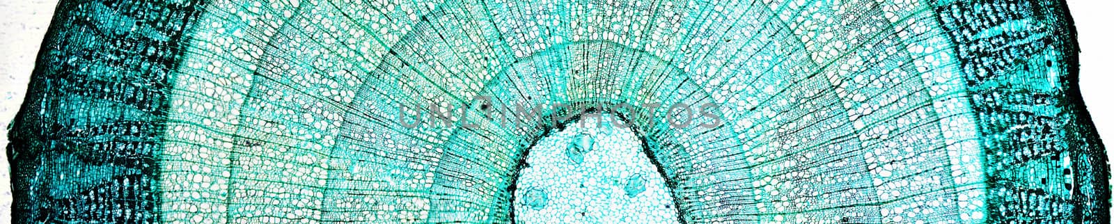 Light photomicrograph of pine tree wood seen through a microscope