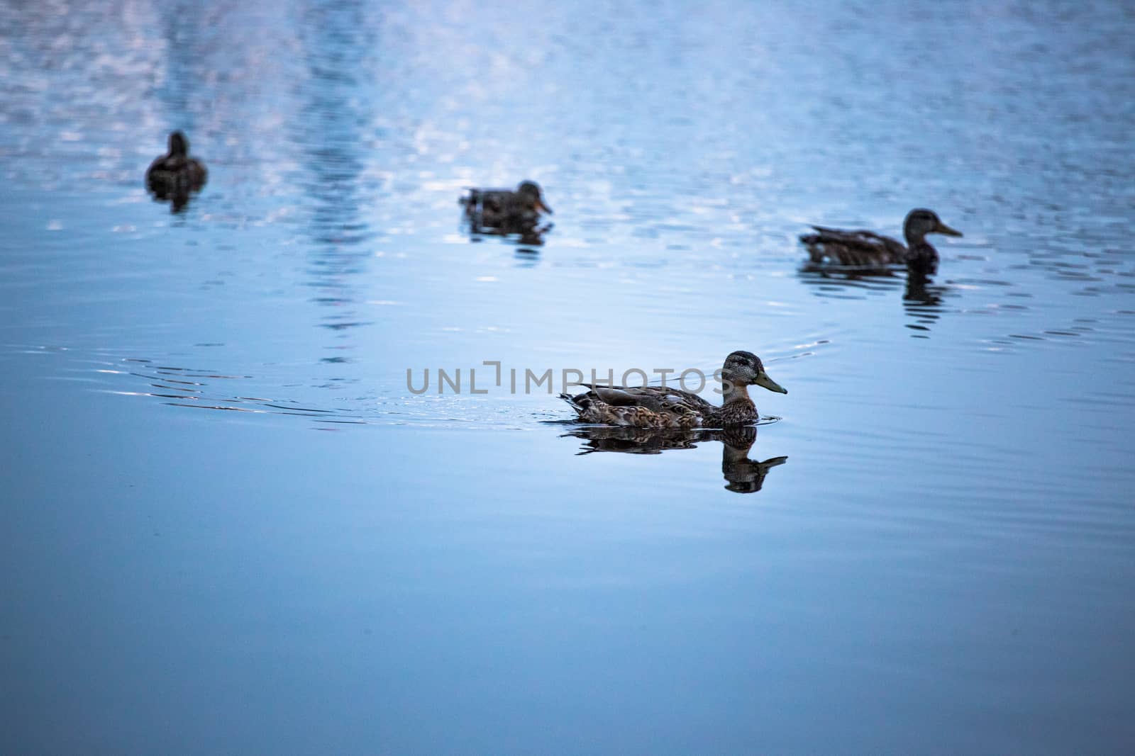 Four ducks swimming.
