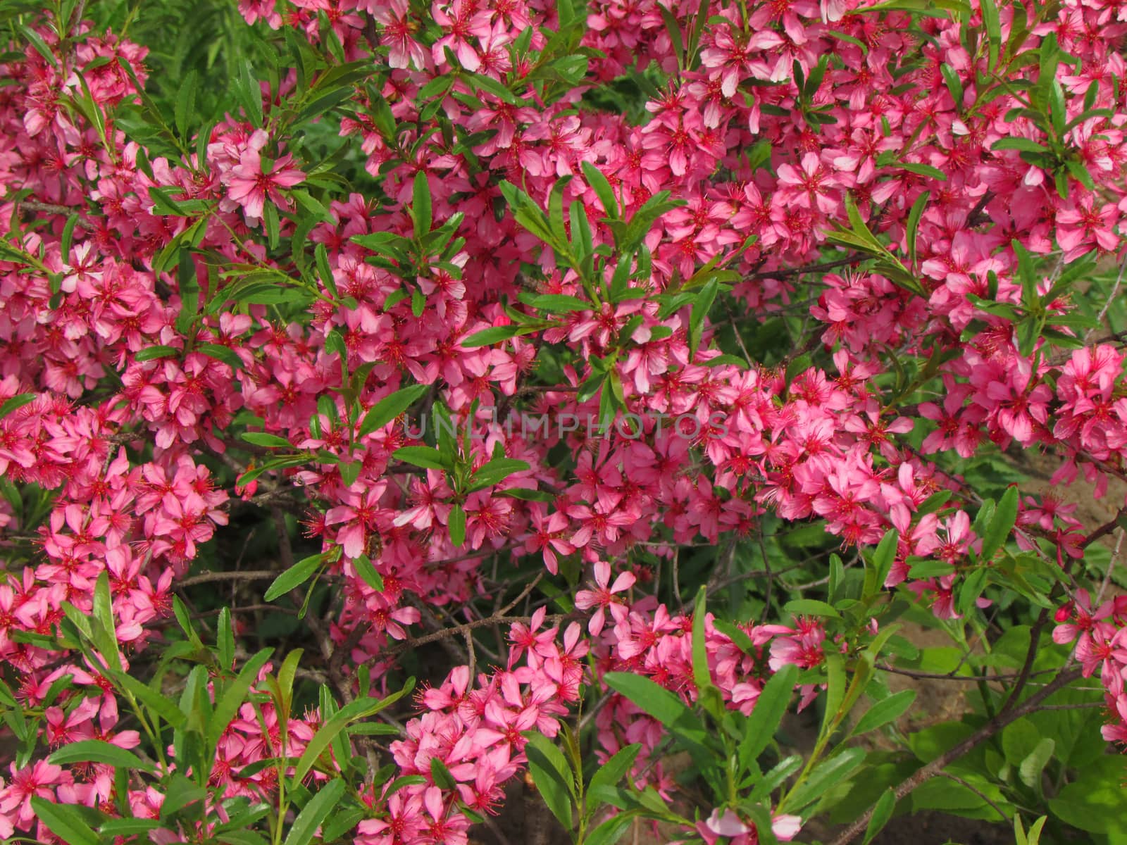 Beautiful little pink flowers on Bush