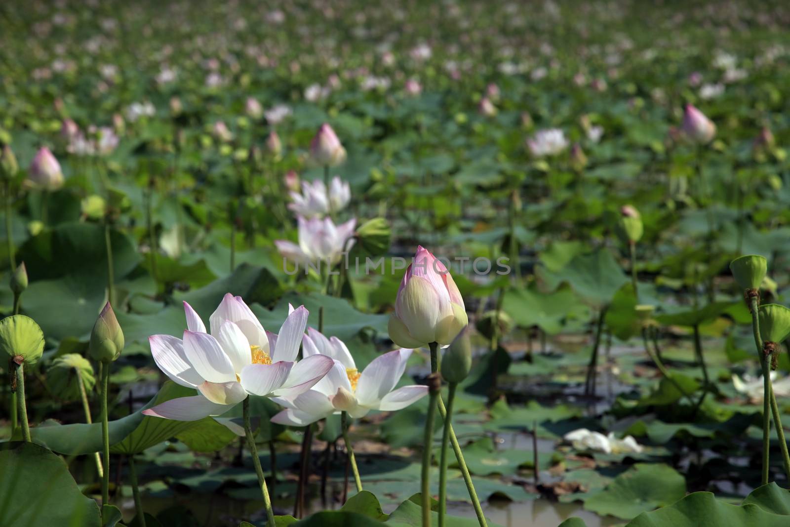 Pink water lilly - detail of a beautiful water lotos in bloom