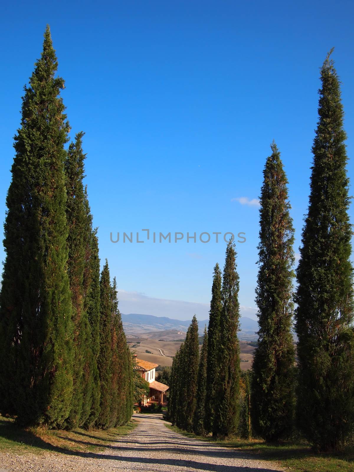 Italian access route lined by cypress trees with Tuscany background.