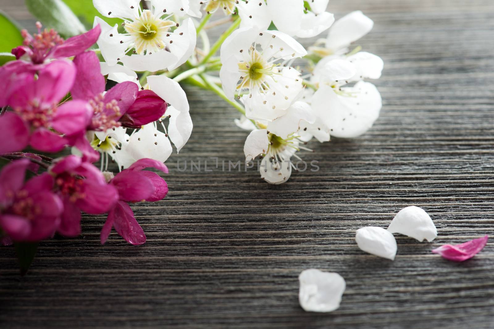 Pink and white blossom on a dark wooden background 