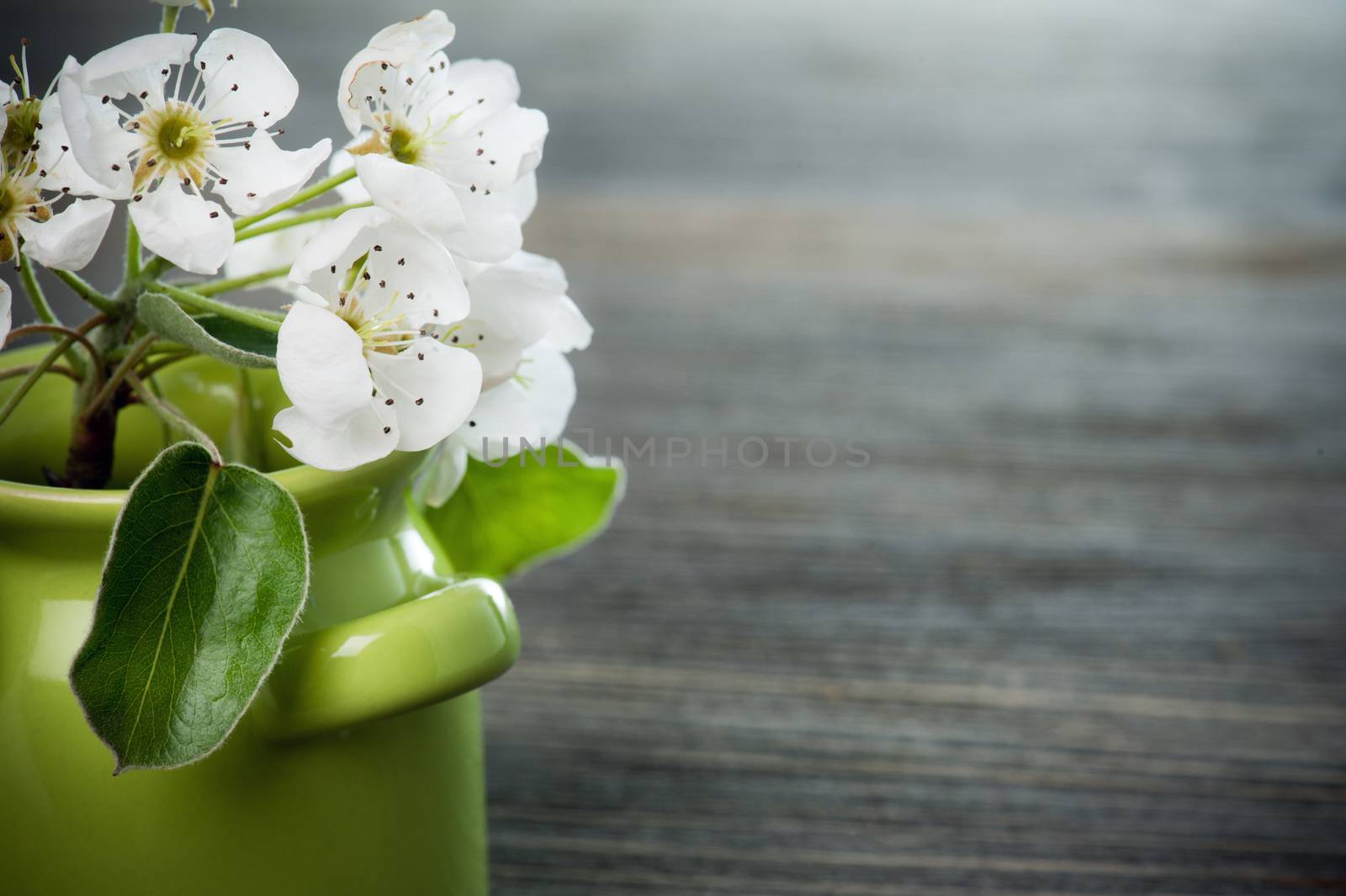White cherry blossom in a green pot on dark wooden background 
