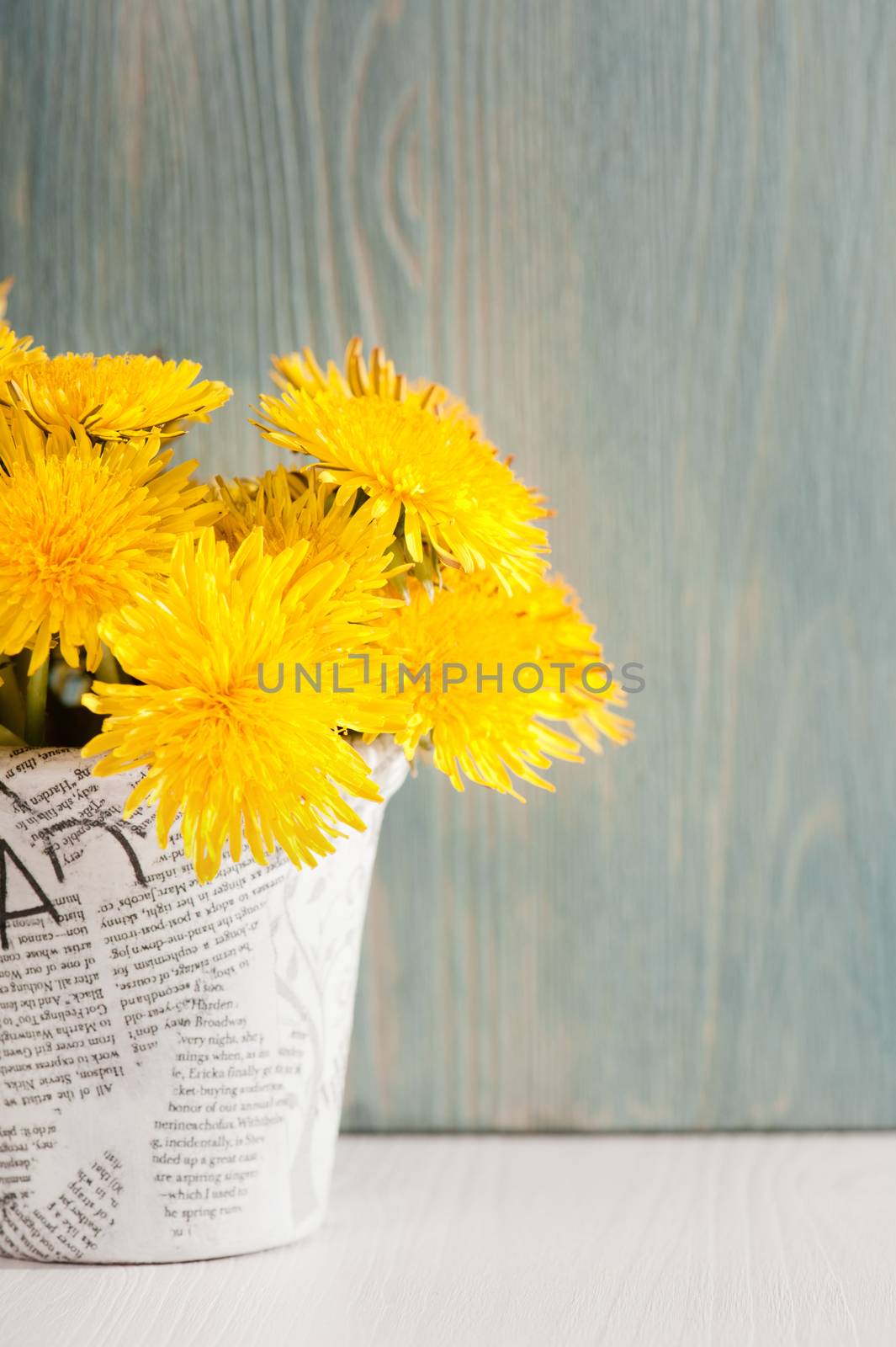 Dandelions in a news paper pot on white blue wooden background 