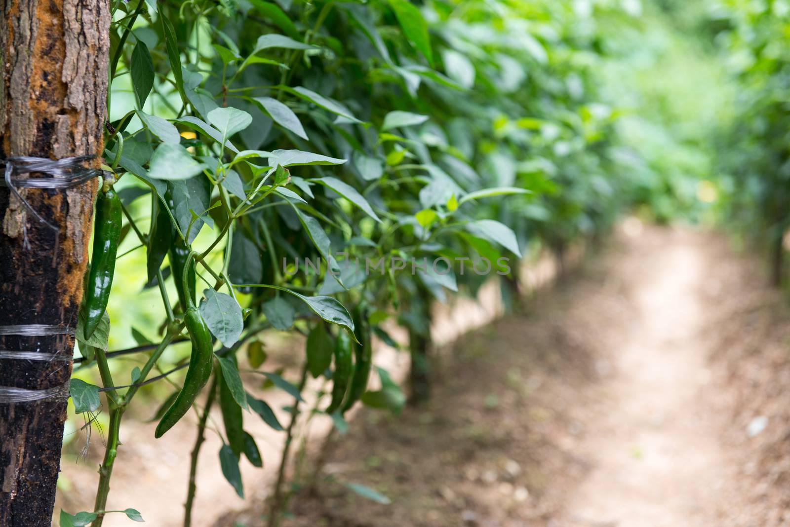 Green pepper on pepper plants in a plantation