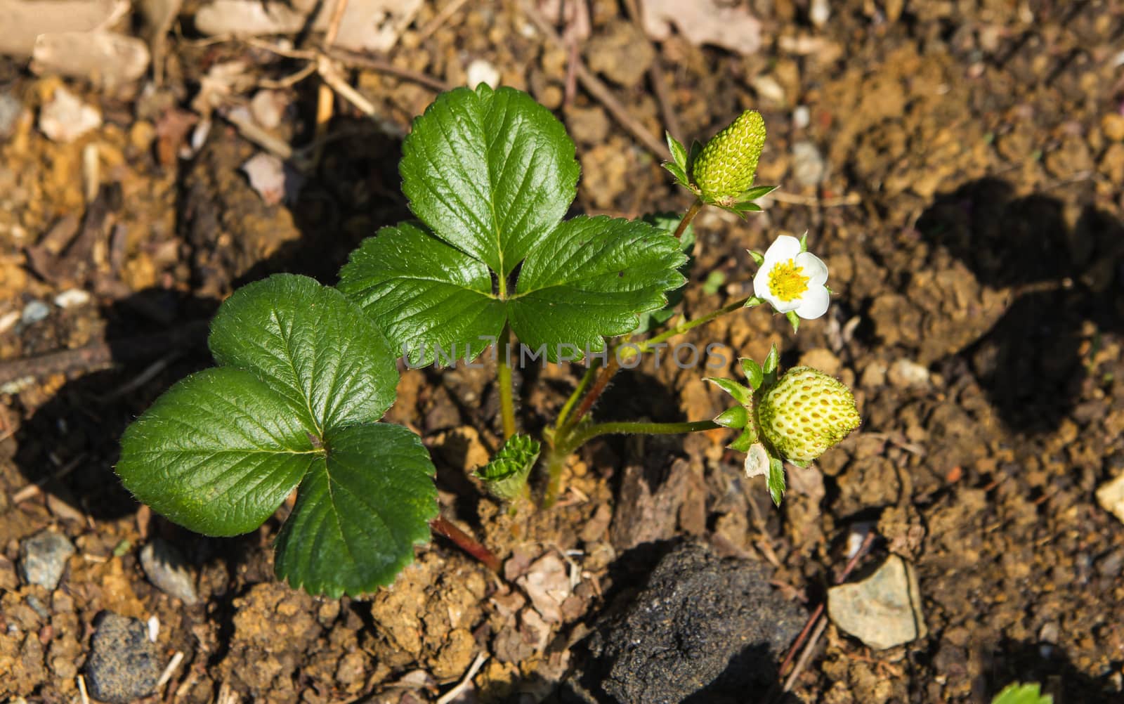 Garden bed with blooming strawberry plant