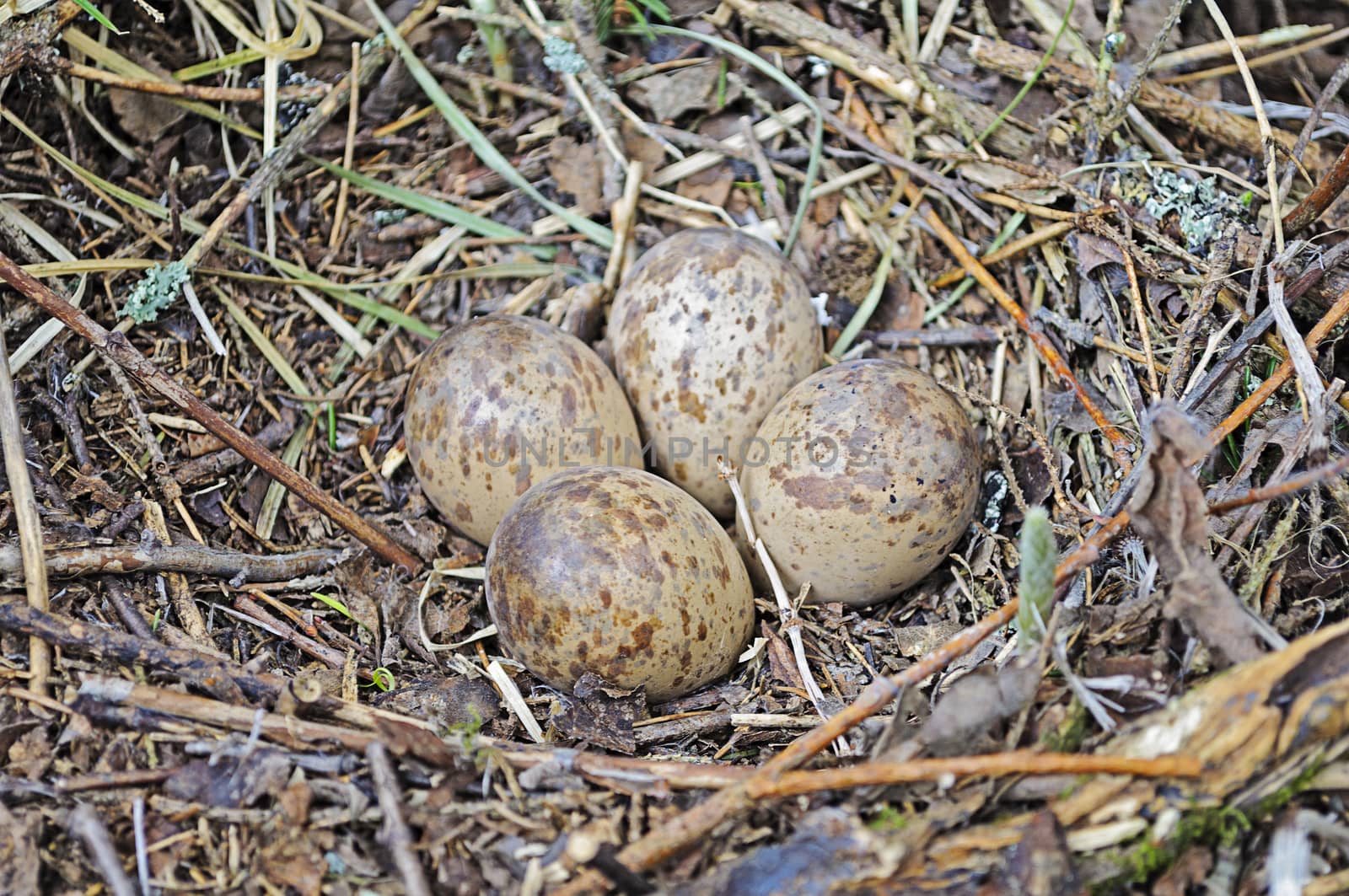 Nest with eggs by wander