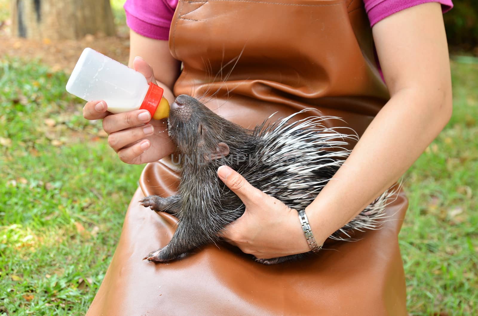 zookeeper take care and feeding baby porcupine