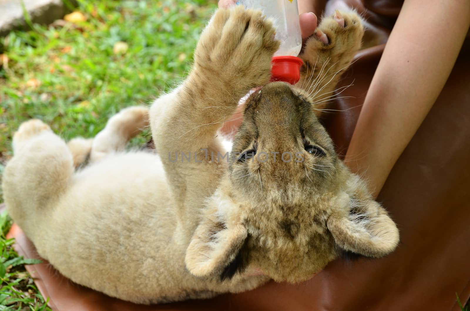 zookeeper feeding baby lion by anankkml