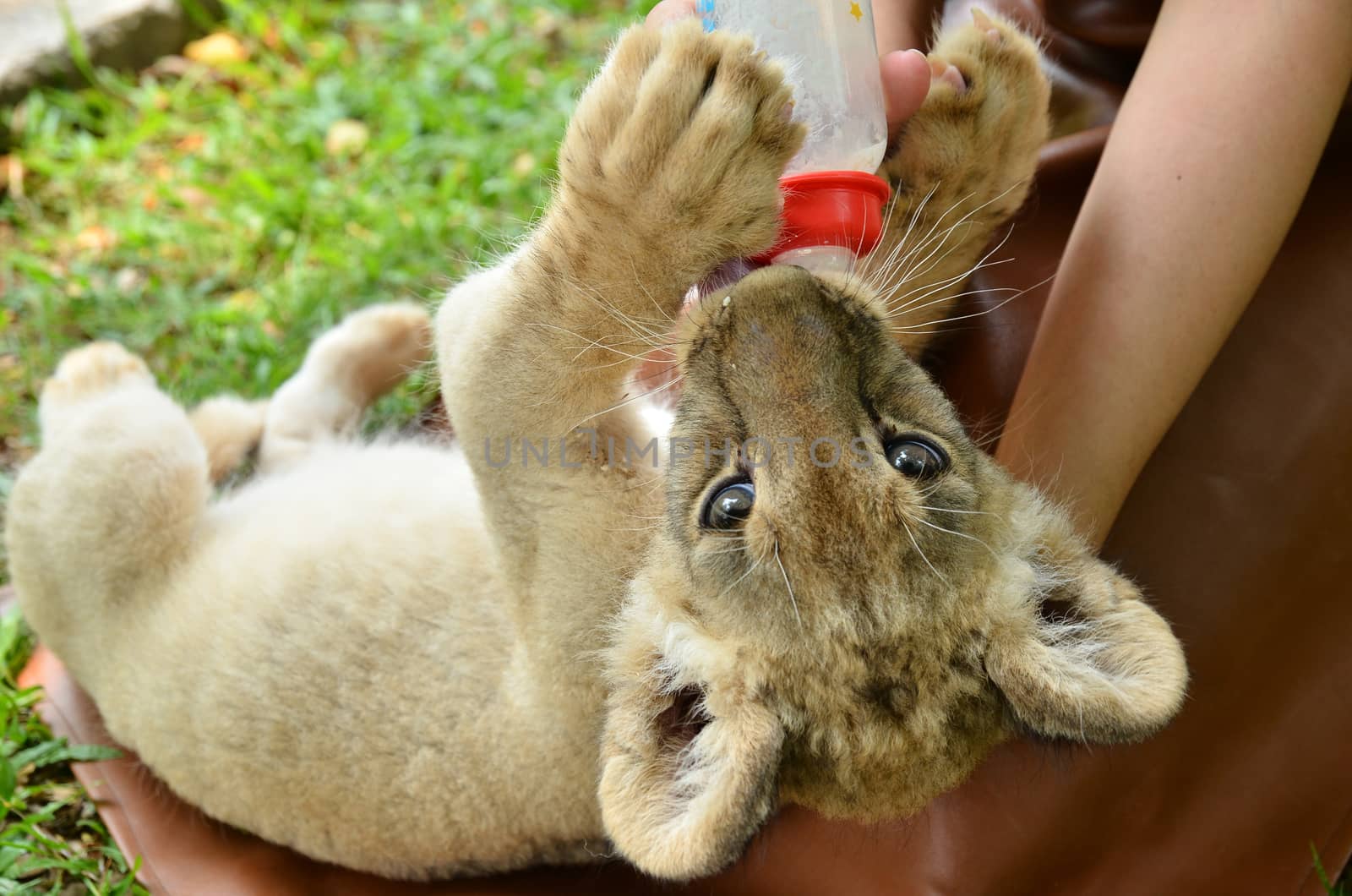 zookeeper take care and feeding baby lion