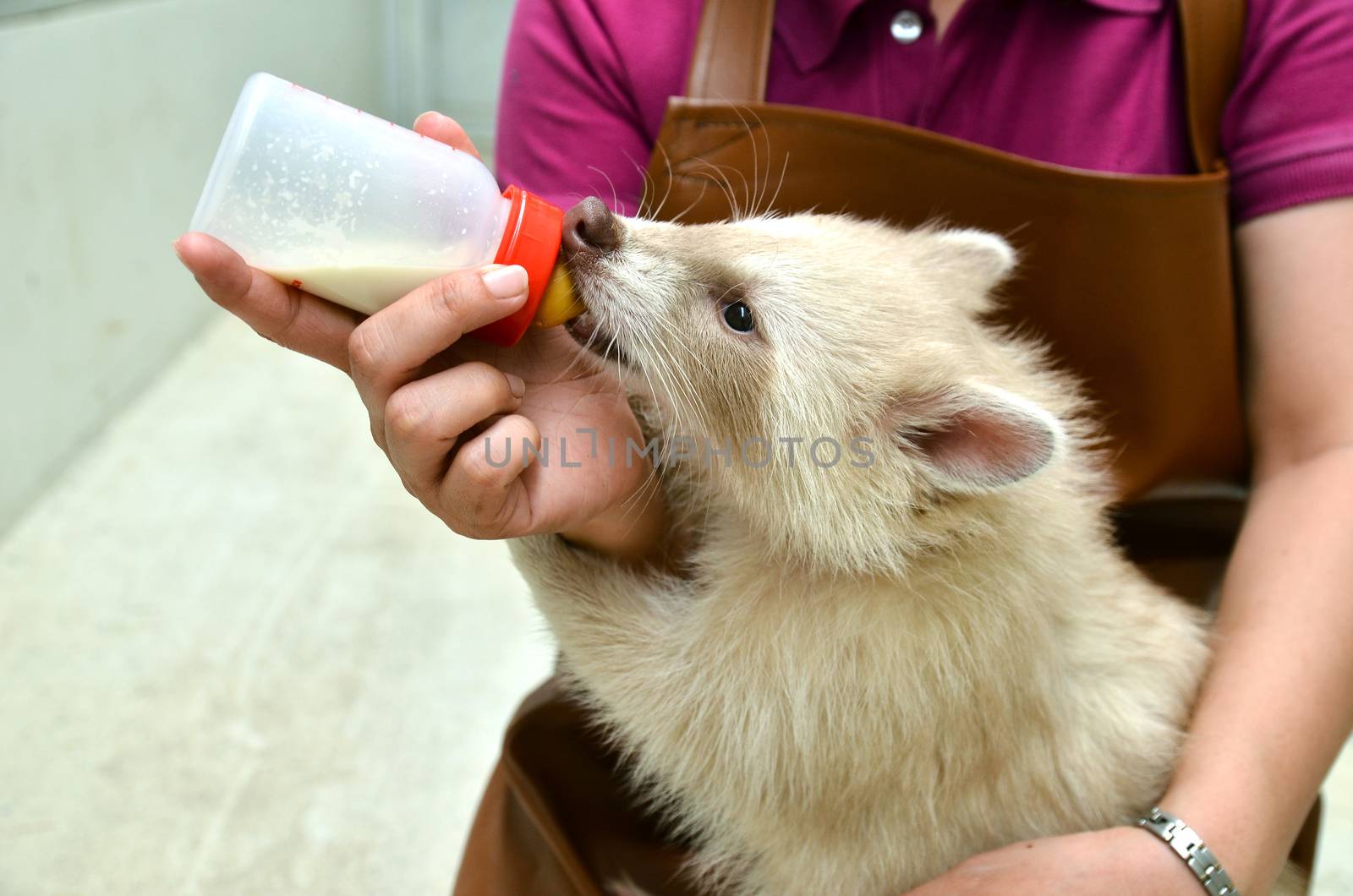 zookeeper take care and feeding baby albino raccoon