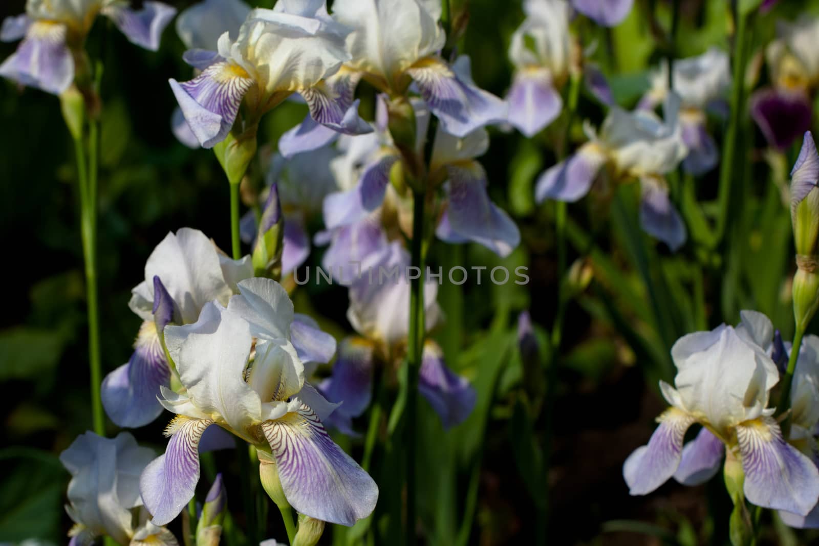 Purple irises by foaloce