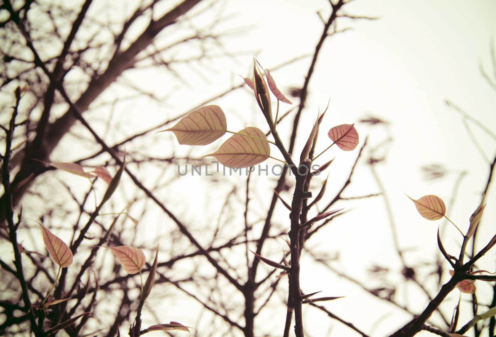 Dried tree and leaf with retro filter effect by nuchylee