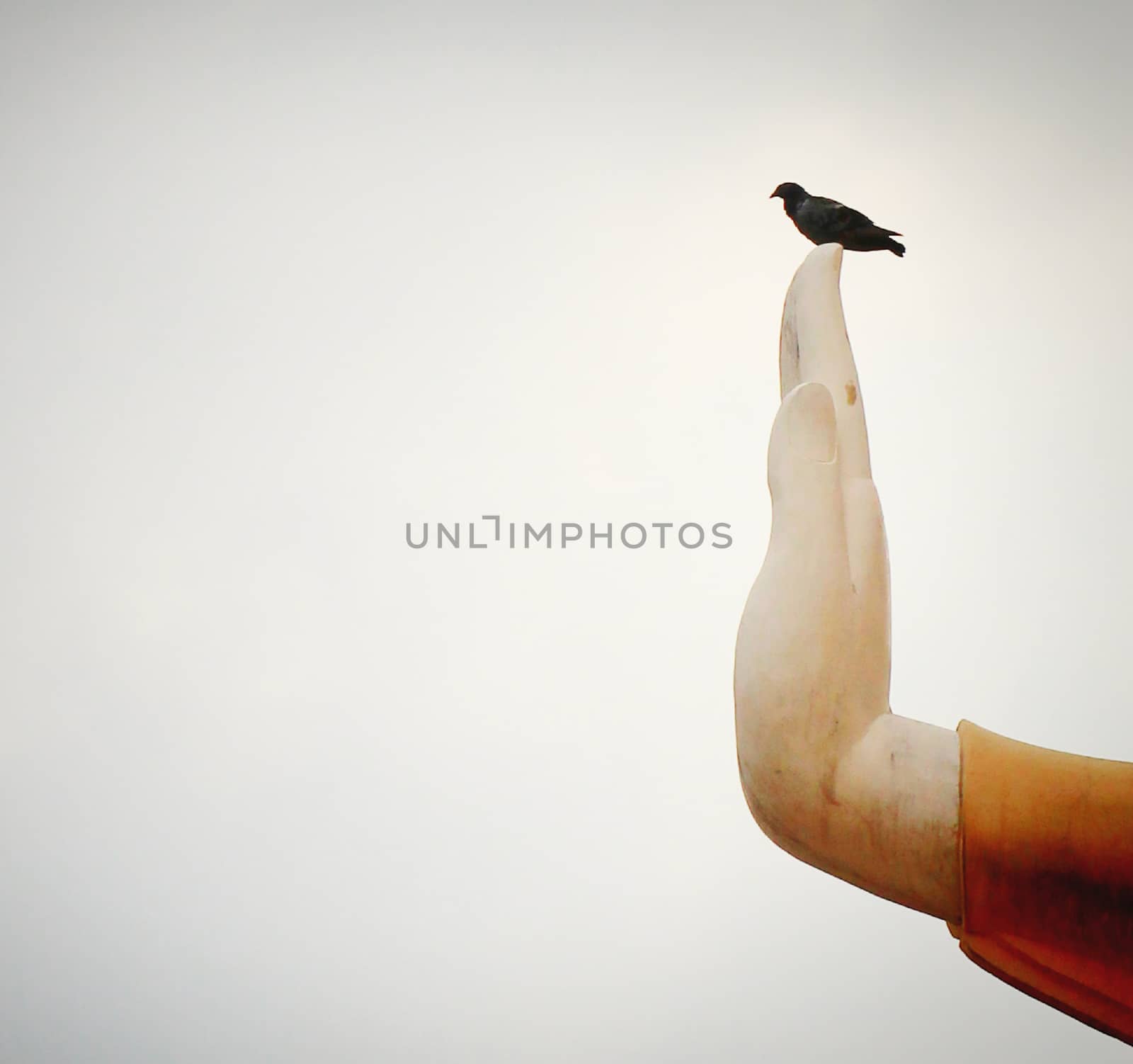 A pigeons on hand of buddha statue by nuchylee