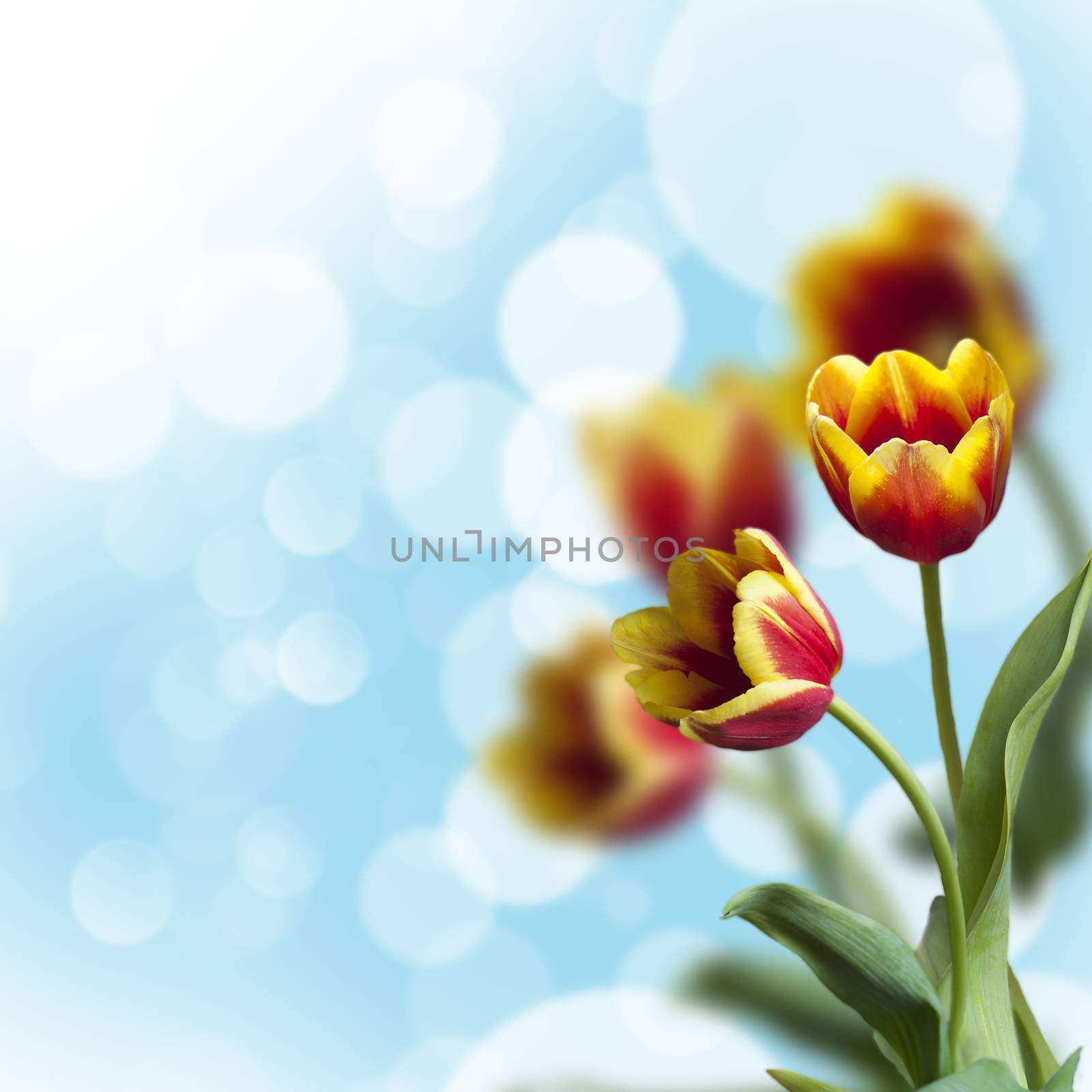 beautiful tulips on a blue background with bokeh