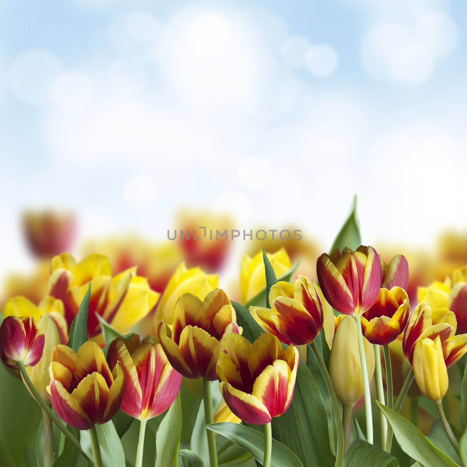 tulips in garden on blue sky background