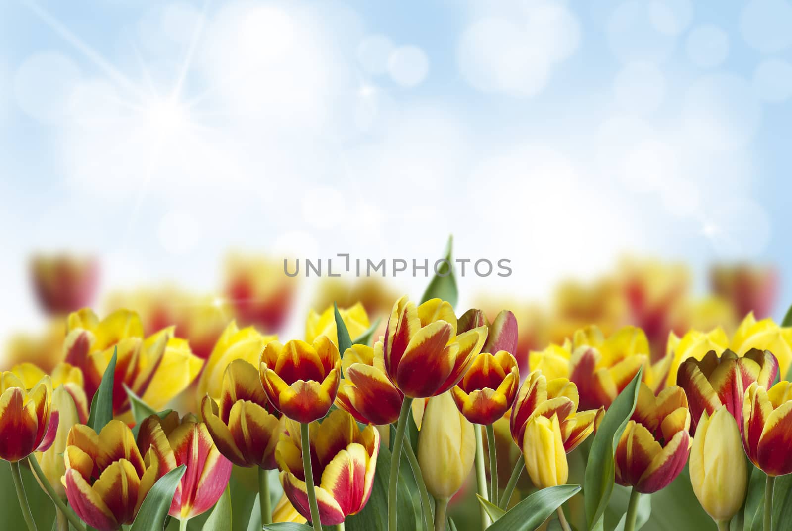 tulips in garden on blue sky background