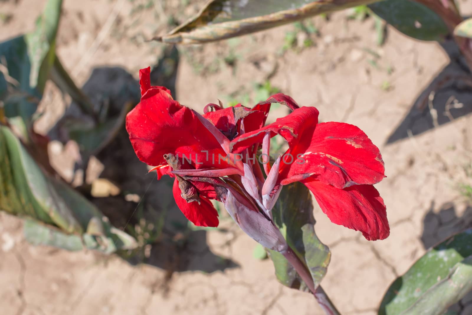 Red flower by foaloce