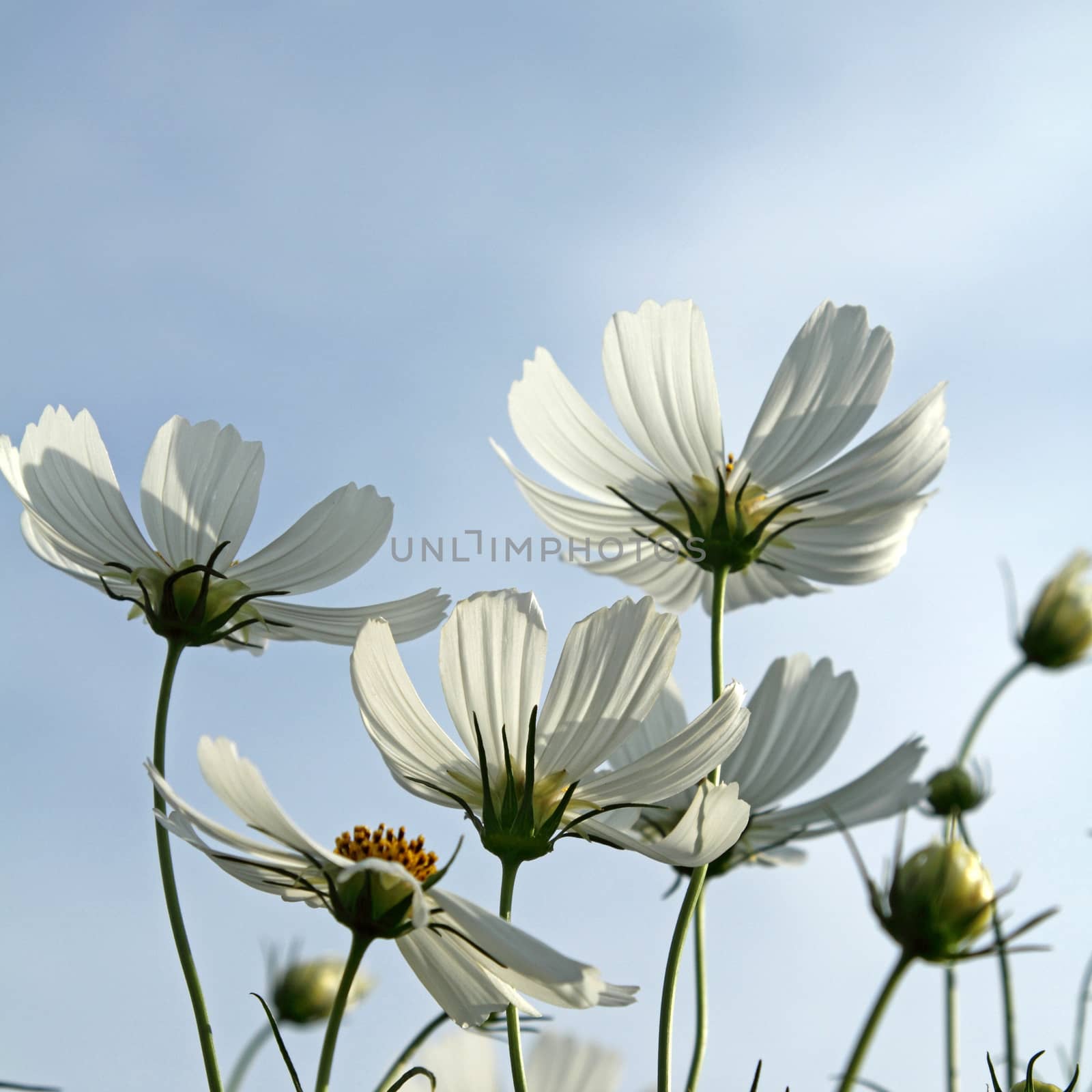Close up white cosmos flowers in the garden