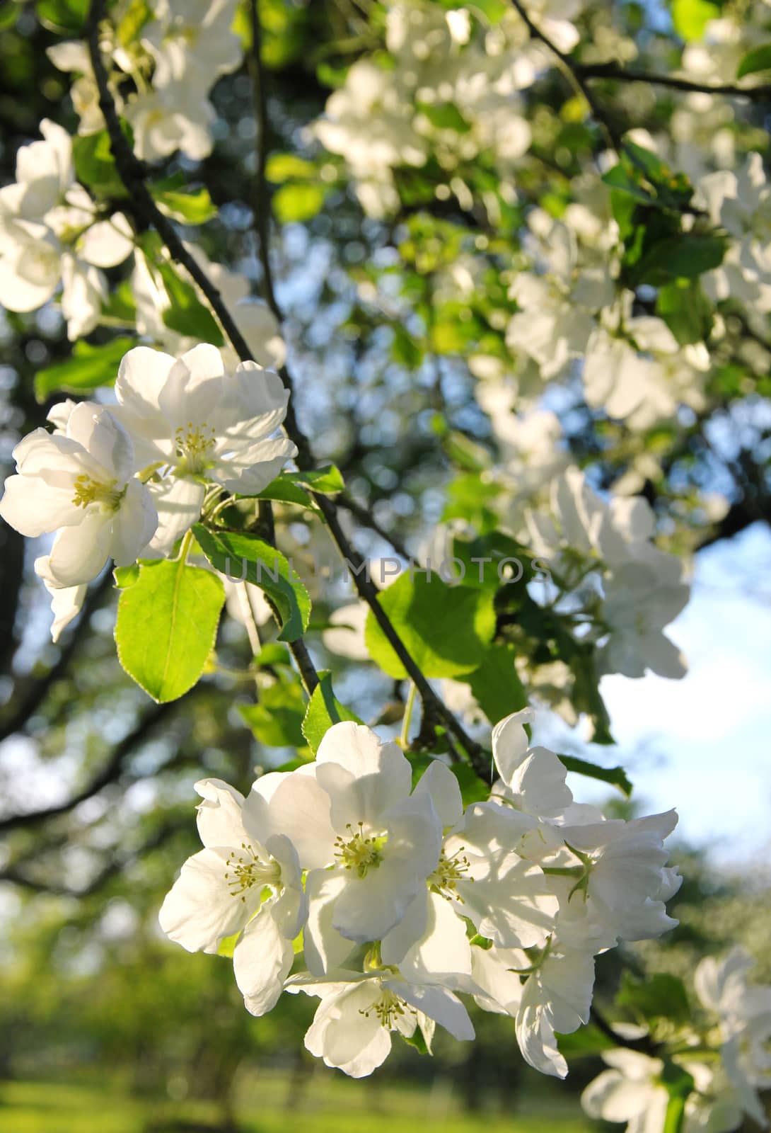 Apple blossoms in spring at sunset