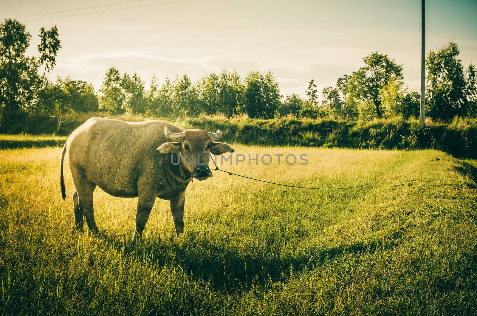 Thai water buffalo in the rice field countryside