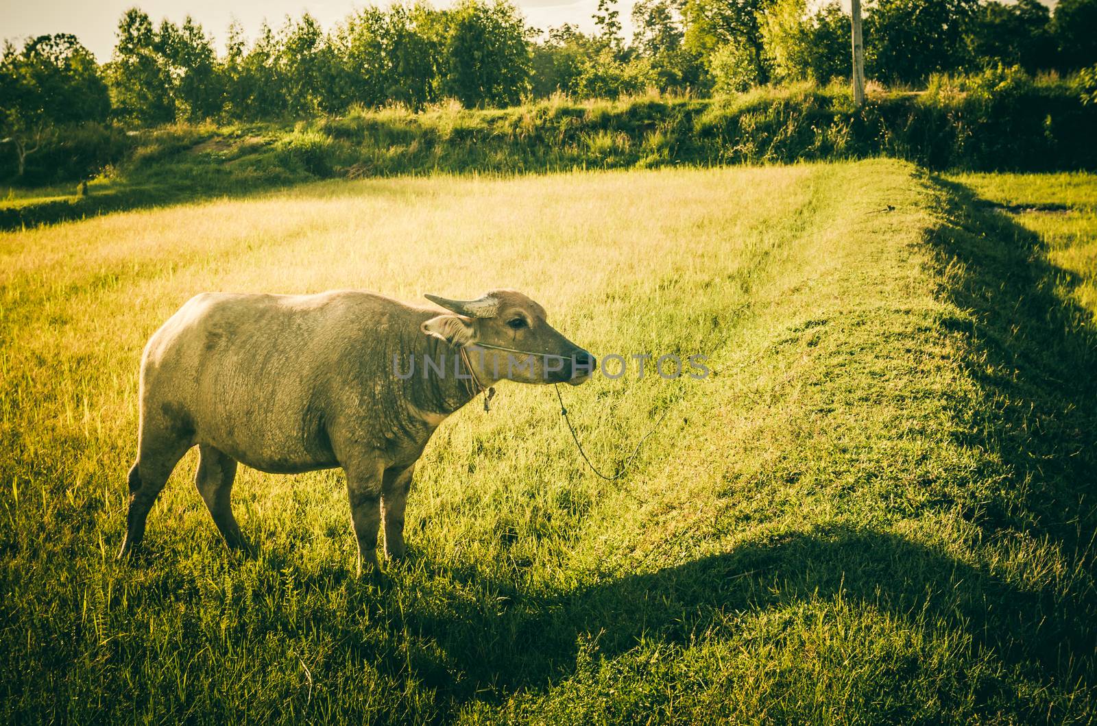 Thai water buffalo in the rice field countryside