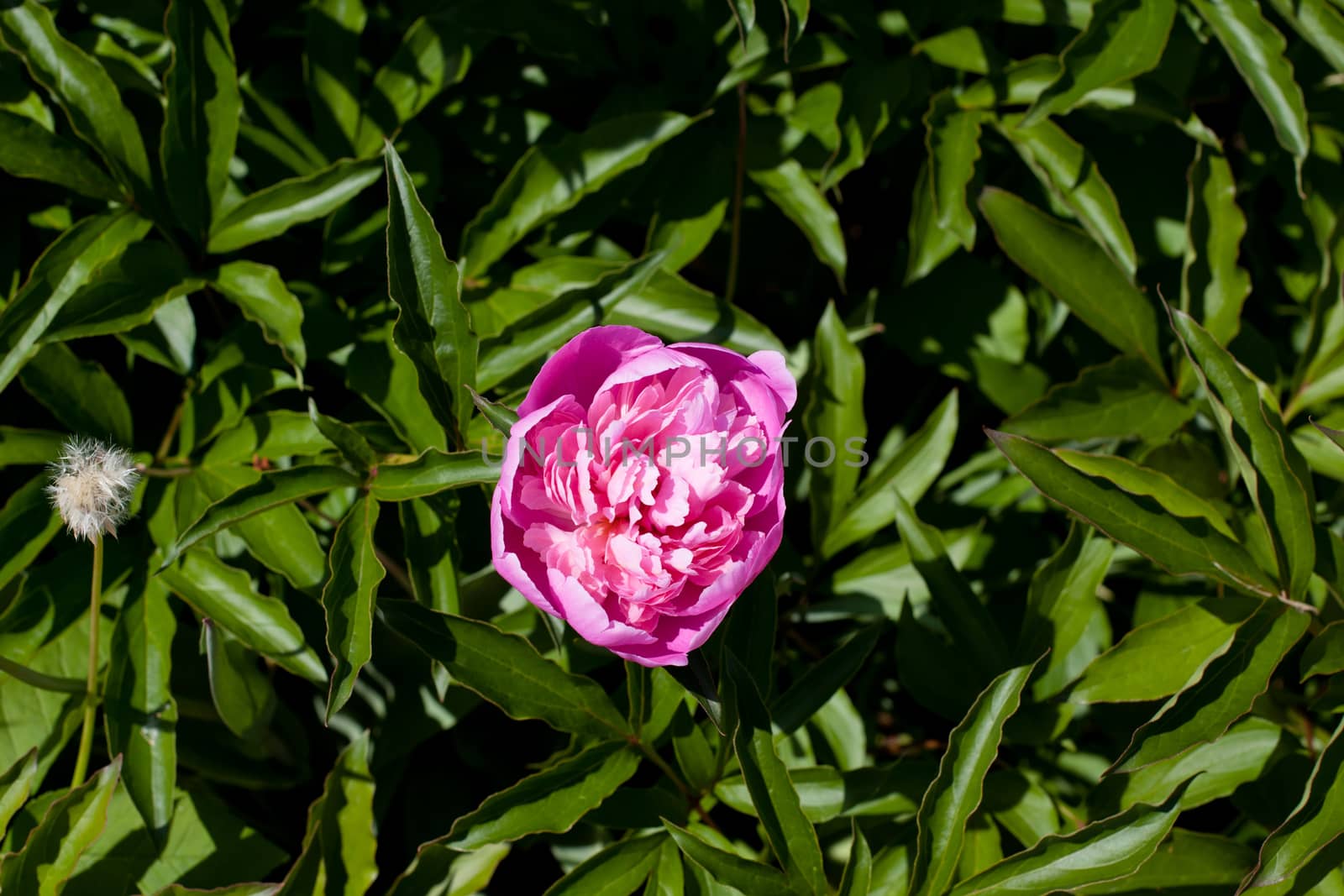 Pink big peony in the garden
