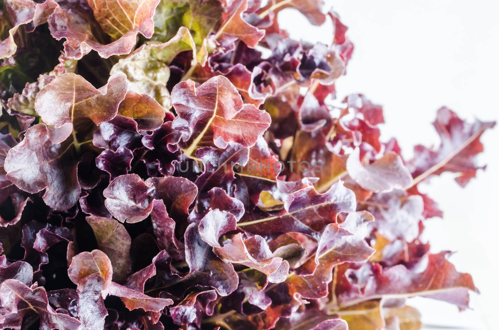 hydroponics red oak vegetable salad in the organic nature